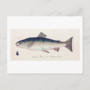 Farbige Vintage Lachs-Illustrationskarte Postkarte
