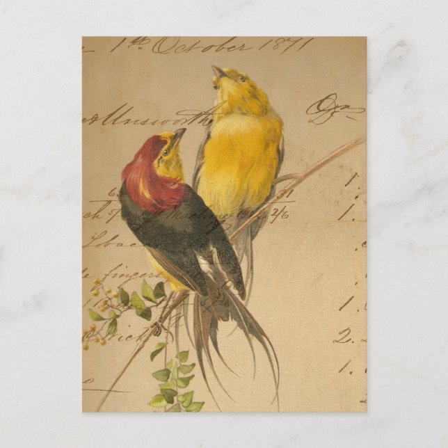 Farbige Vintage Vögel auf Vintagem Buchpapier Postkarte (Vorderseite)