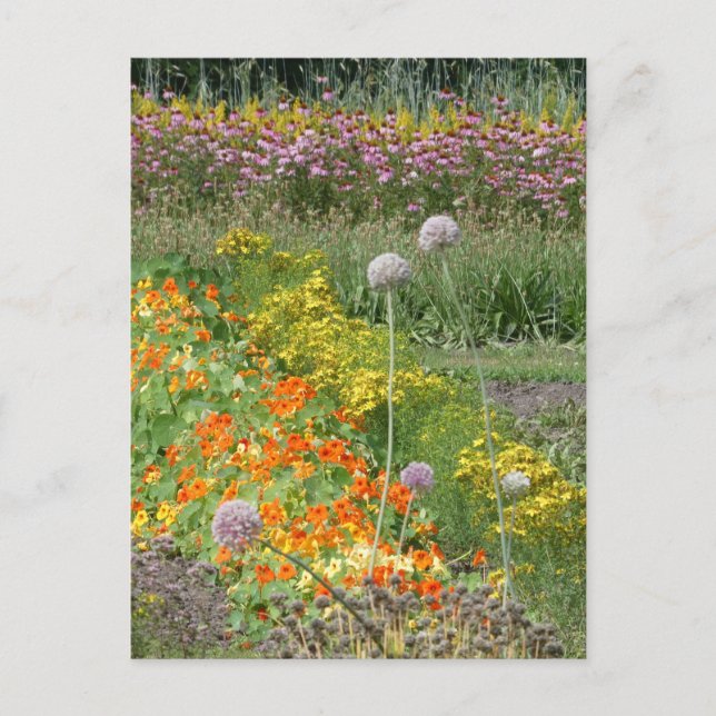 Farbige Wildblumen Feld DIT Postkarte (Vorderseite)