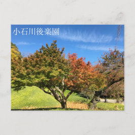 Farbiger Ahornbaum im Herbst Postkarte