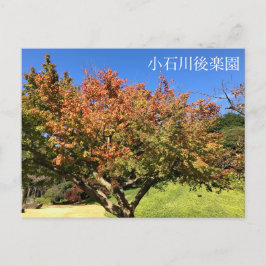 Farbiger Ahornbaum Postkarte