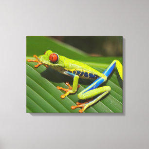 Farbiger Baumfrosch Leinwanddruck