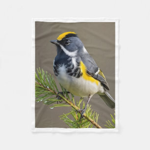 Farbiger Goldkronenvogel auf Kiefernzweig-Fleece B Fleecedecke