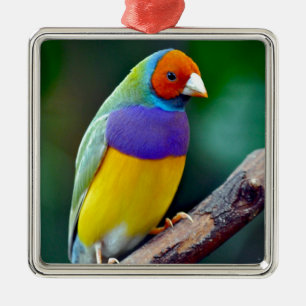 Farbiger Gouldamadine Silbernes Ornament