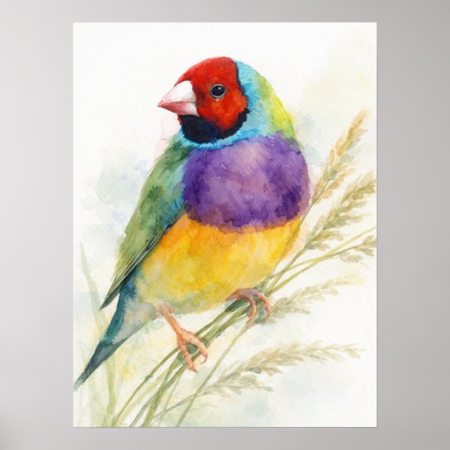 Farbiger Gouldamadine-Vogel Poster (Vorne)