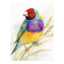 Farbiger Gouldianfink-Vogel sitzt