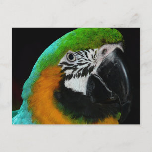 Farbiger Grüner Papagei Postkarte