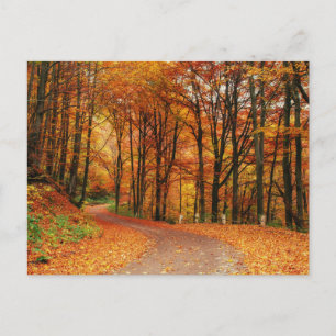 Farbiger Herbstweg Postkarte