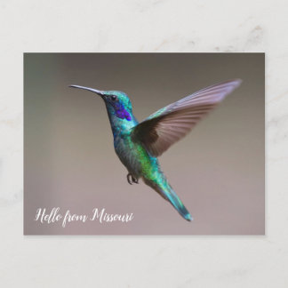 Farbiger Hummingbird Custom Staat Postkarte