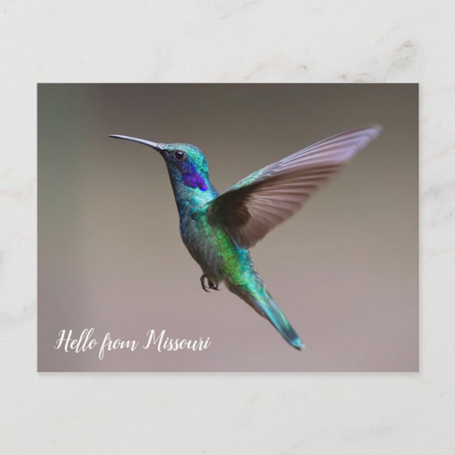 Farbiger Hummingbird Custom Staat Postkarte (Vorderseite)