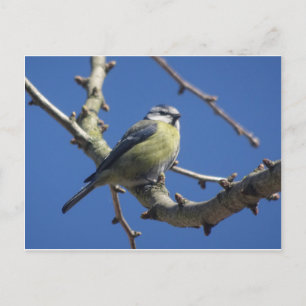 Farbiger kleiner Vogel mit Blue Sky DIY Postcard Postkarte