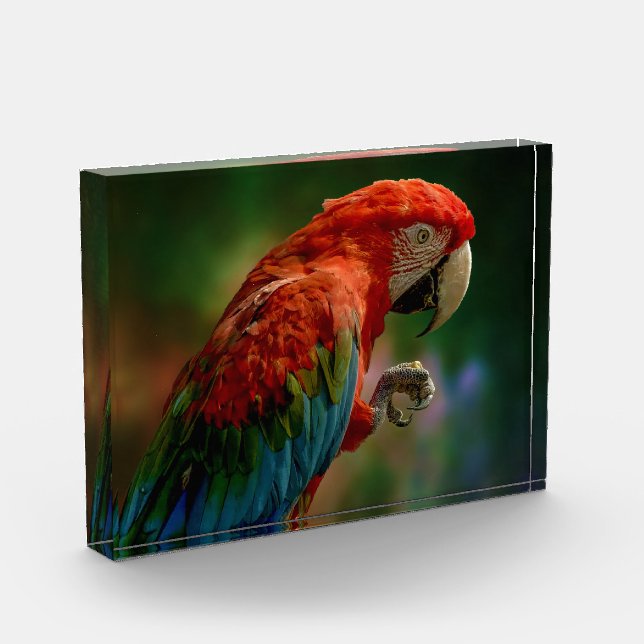 Farbiger Papagei Fotoblock (Links)