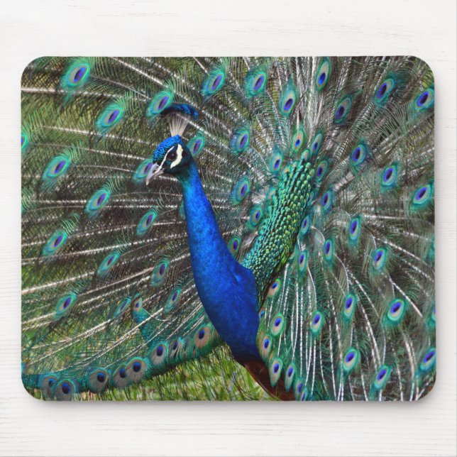 Farbiger Pfauenprint Mousepad (Vorne)
