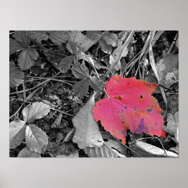 Farbiger roter Blatt-Pop Poster (Vorne)