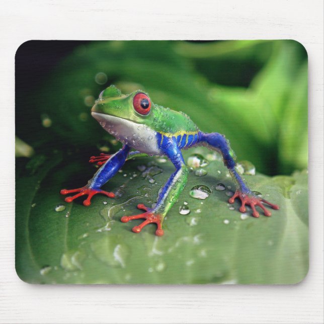 Farbiger Rotschaumfrosch auf Blätter der Pflanze Mousepad (Vorne)