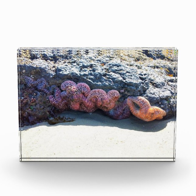 Farbiger Starfish am Bob Creek, OR Fotoblock (Vorderseite)