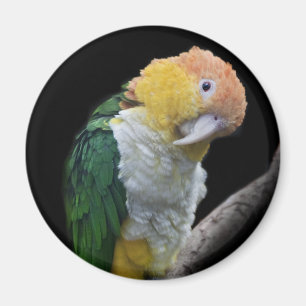 Farbiger Süßer Magnet