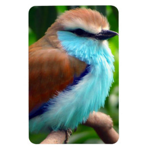 Farbiger Vogel Magnet
