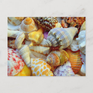 Farbiges Bild der Blanc-Postkarte der Muscheln Postkarte