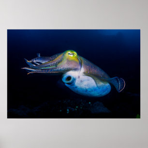 Farbiges Cuttlefish Poster