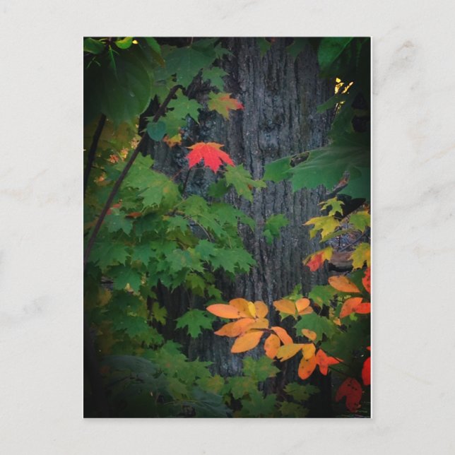 farbiges Fallblatt Postkarte (Vorderseite)
