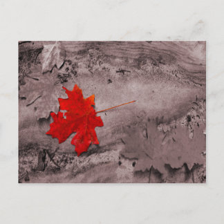 Farbiges Leaf auf schwarz-weißer Postkarte