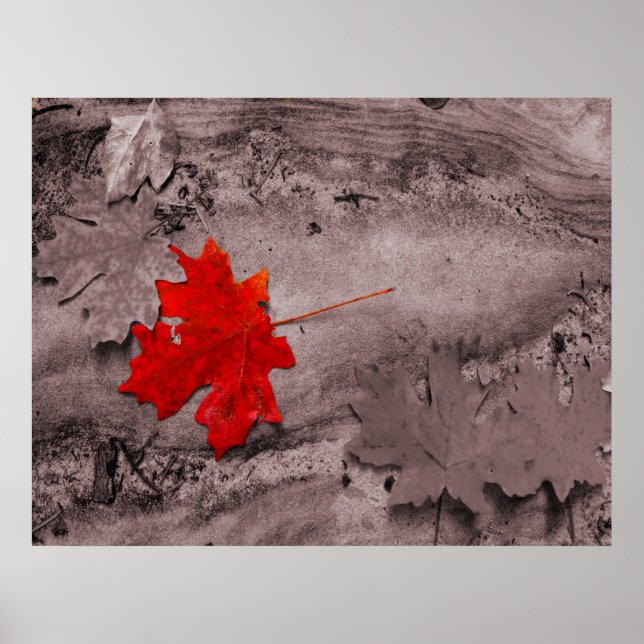 Farbiges Leaf im Schwarz-Weiß-Foto Poster (Vorne)