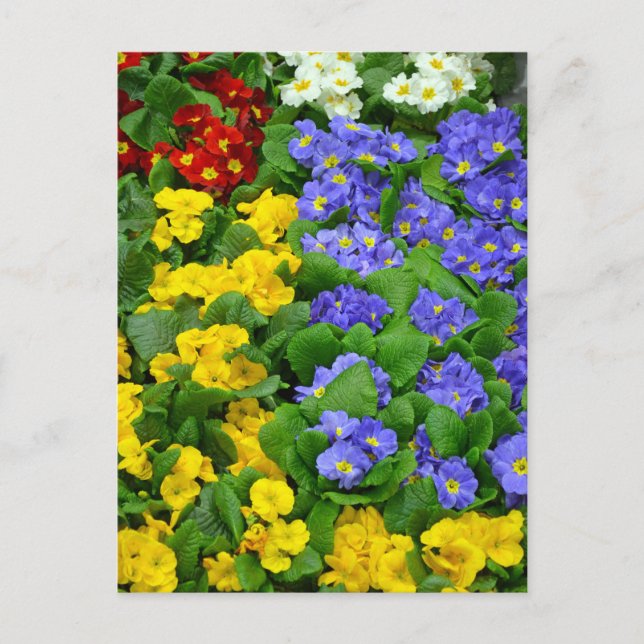 Farbiges Muster Postkarte (Vorderseite)