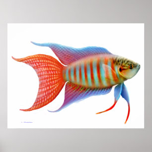 Farbiges Paradies Gourami Fisch Printwerbung Poster