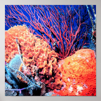 Farbiges Sea Sponge Poster 15x15