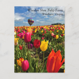 Farbiges Tulip-Feld mit ballon-Postkarte Postkarte