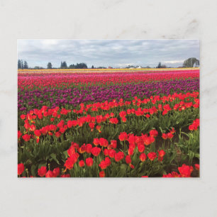 Farbiges Tulip Field, Waldbrand, Oregon Postkarte