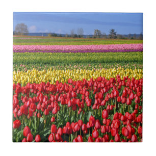 Farbiges Tulpenfeld Fliese