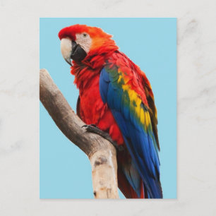 Farbporträtfoto eines Papageis Postkarte