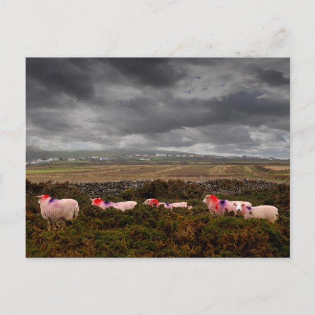 Farbschaf Postkarte (Vorderseite)