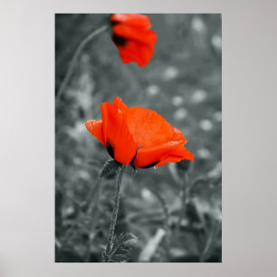 Farbschlüssel Poppy Poster