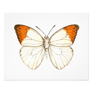 Farbschmetterling, großartiger Orangenspitze Fotodruck