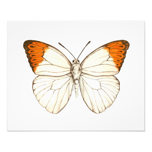 Farbschmetterling, großartiger Orangenspitze Fotodruck (Vorne)