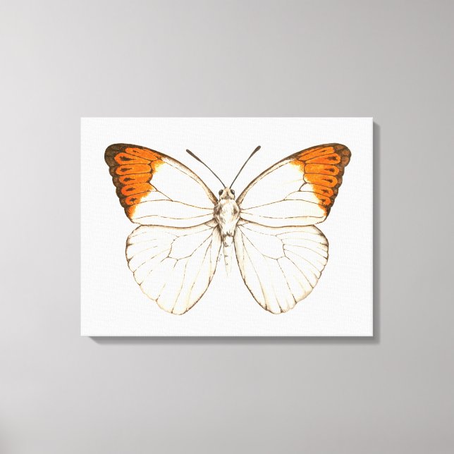 Farbschmetterling, großartiger Orangenspitze Leinwanddruck (Vorderseite)