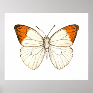 Farbschmetterling, großartiger Orangenspitze Poster