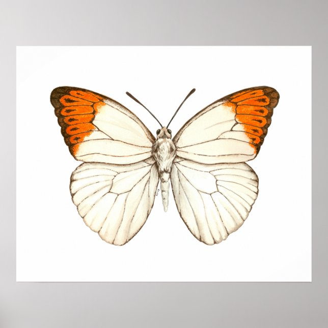 Farbschmetterling, großartiger Orangenspitze Poster (Vorne)