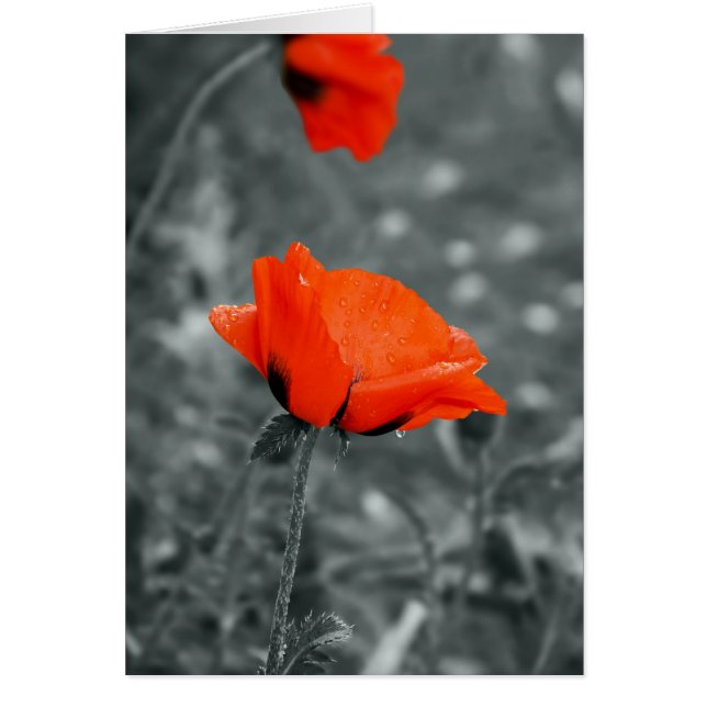 Farbtaste Mohnkarte (Vorne)