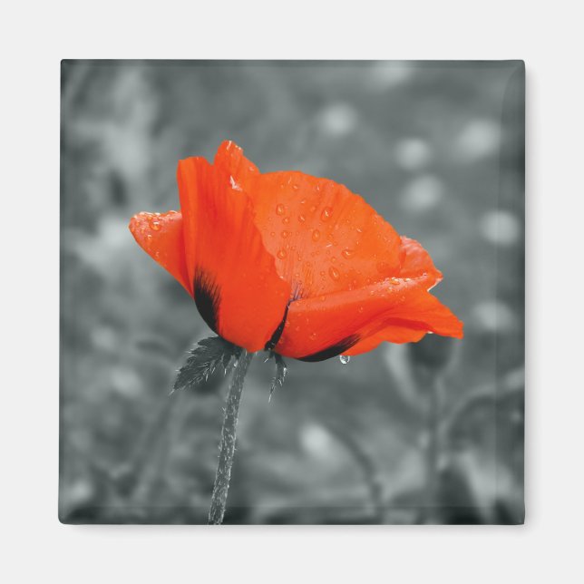 Farbtaste Poppy Magnet (Vorne)