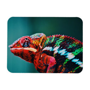 Farbverändernder Regenbogenfarben-Chameleon-Reptil Magnet
