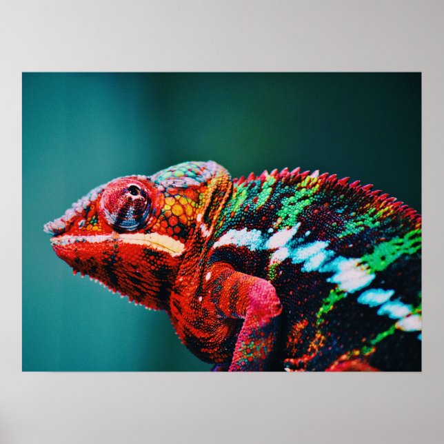 Farbverändernder Regenbogenfarben-Chameleon-Reptil Poster (Vorne)