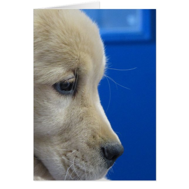 Farbwelpen-Profil (Vorne)