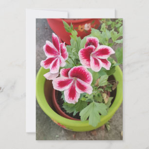 Fareham Pelargonium-Blumen-Flachkarte