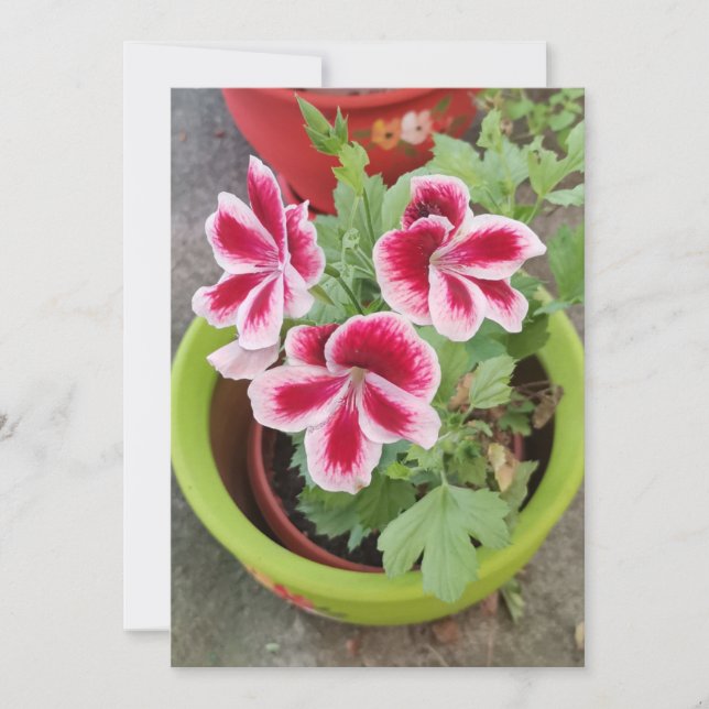 Fareham Pelargonium-Blumen-Flachkarte (Vorderseite)