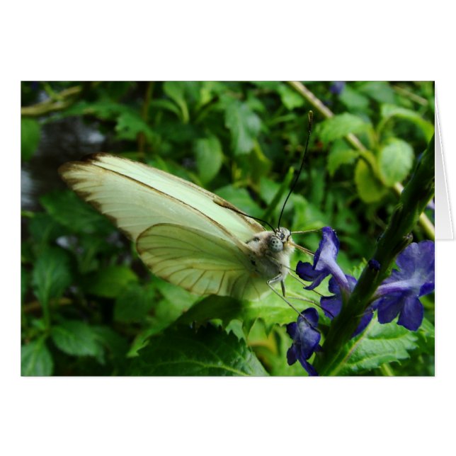 Farfalla bianca (Vorderseite (Horizontal))