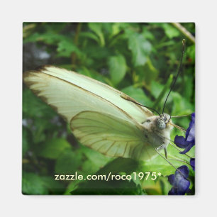 Farfalla bianca magnet